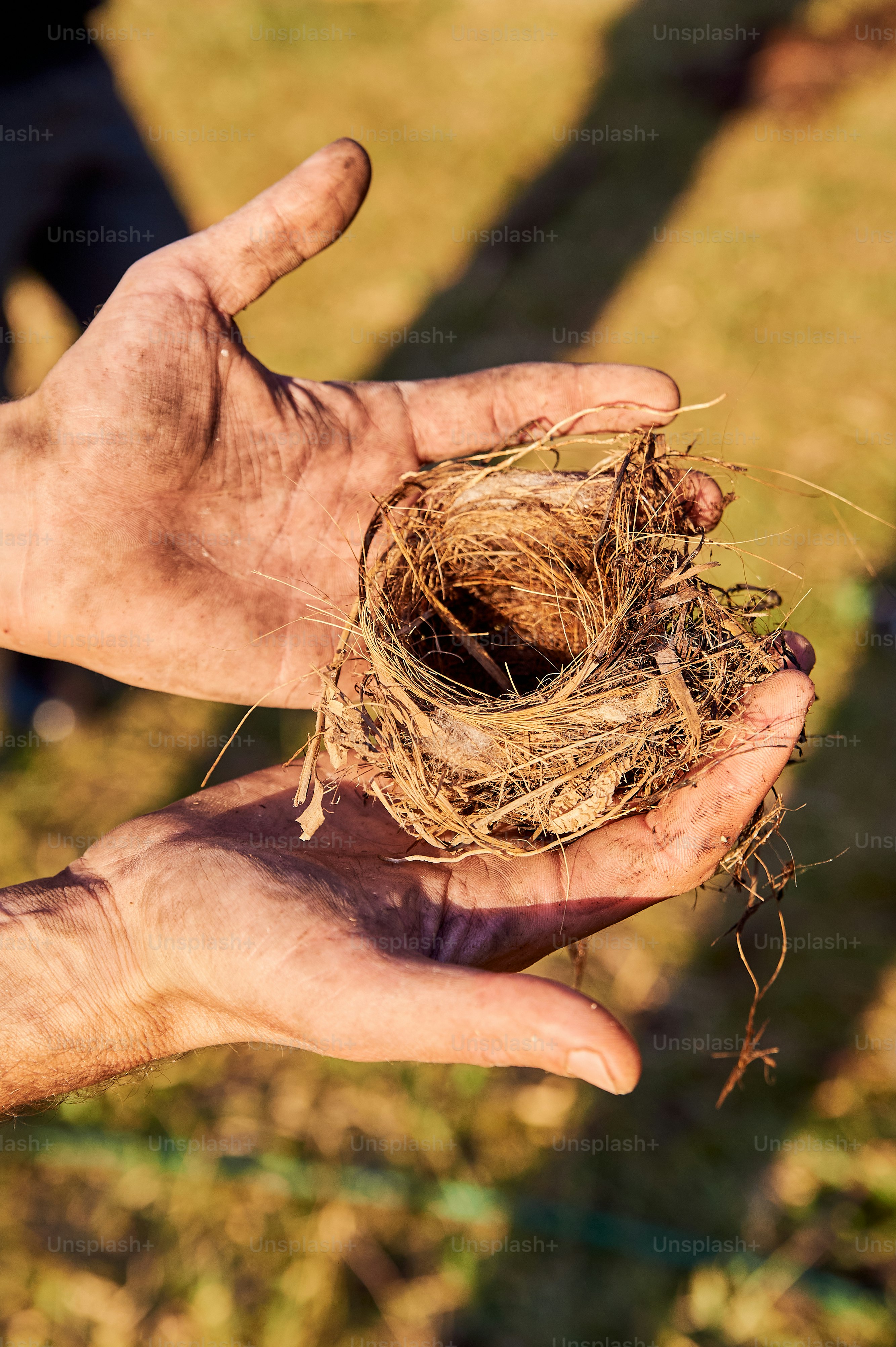 350+ Birds Nest Pictures [HD] | Download Free Images on Unsplash
