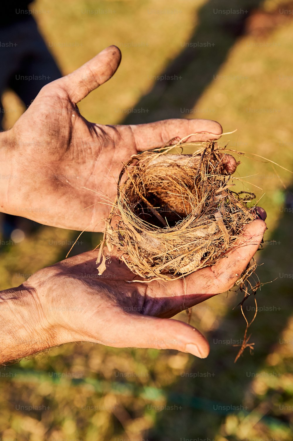 Una persona sosteniendo un nido de pájaro en su mano