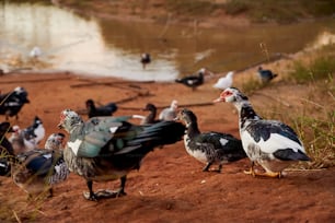 a flock of ducks standing on top of a dirt field