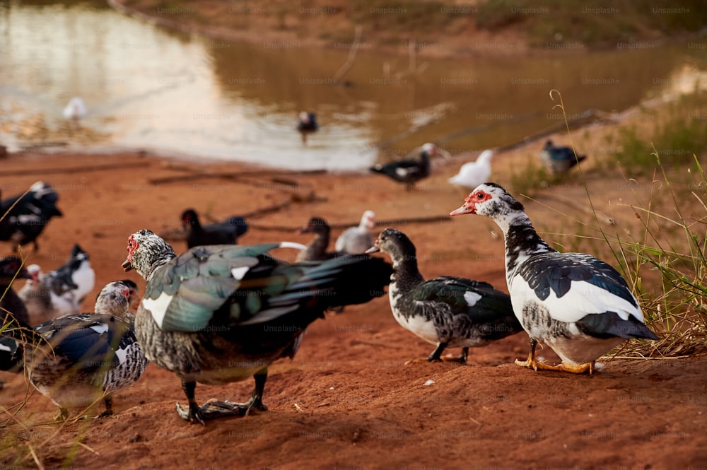 a flock of ducks standing on top of a dirt field