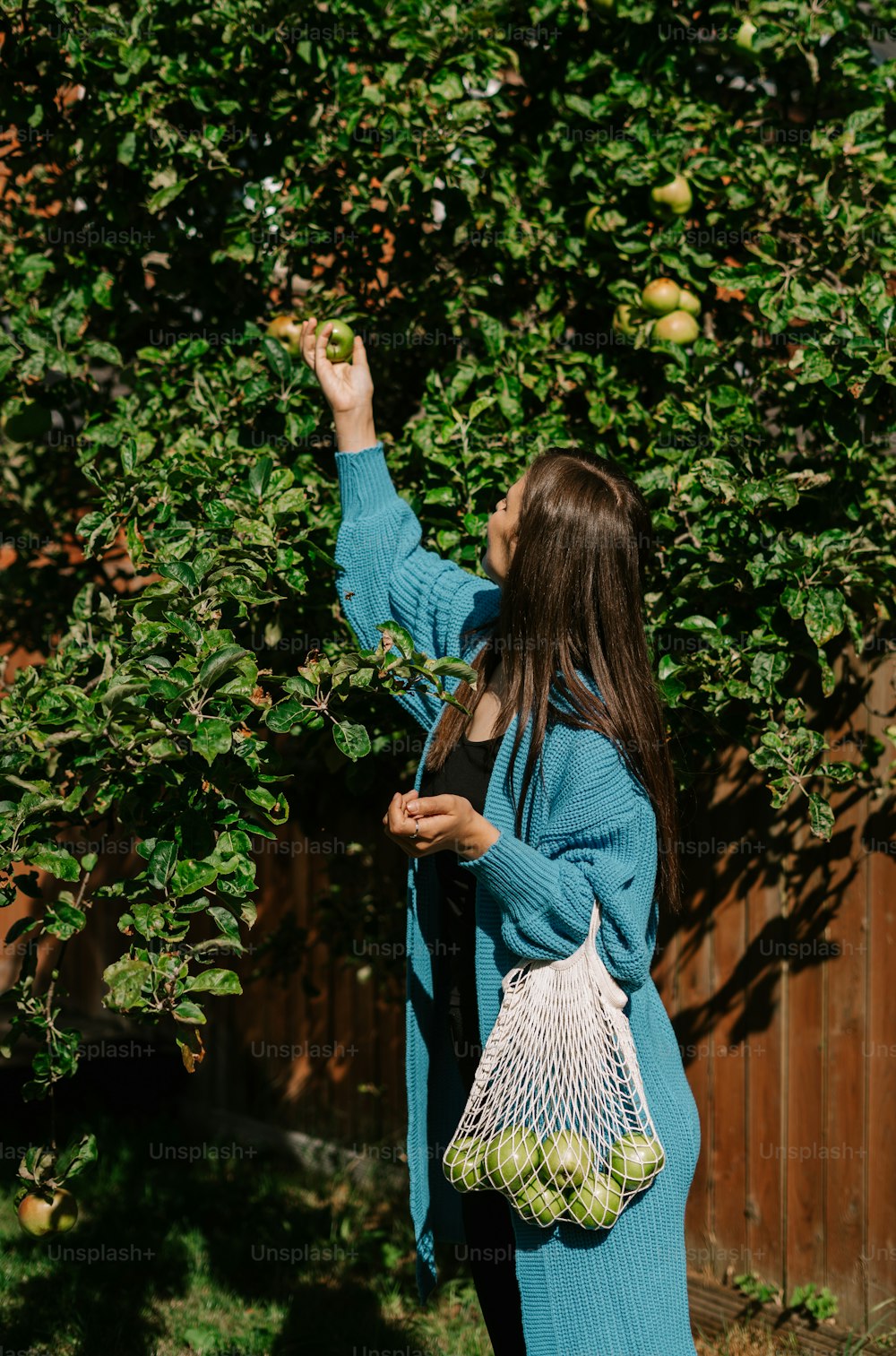 a woman picking apples off of a tree