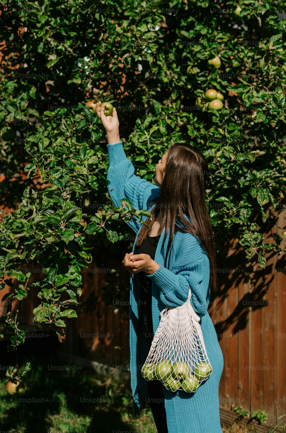 Une femme cueillant des pommes sur un arbre