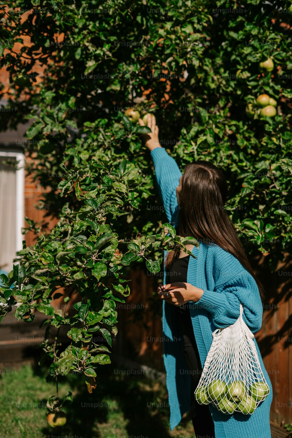 a woman picking apples off of a tree