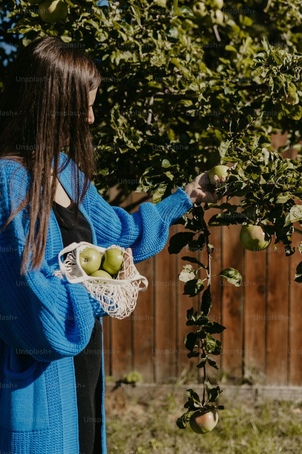 uma mulher está colhendo maçãs de uma árvore