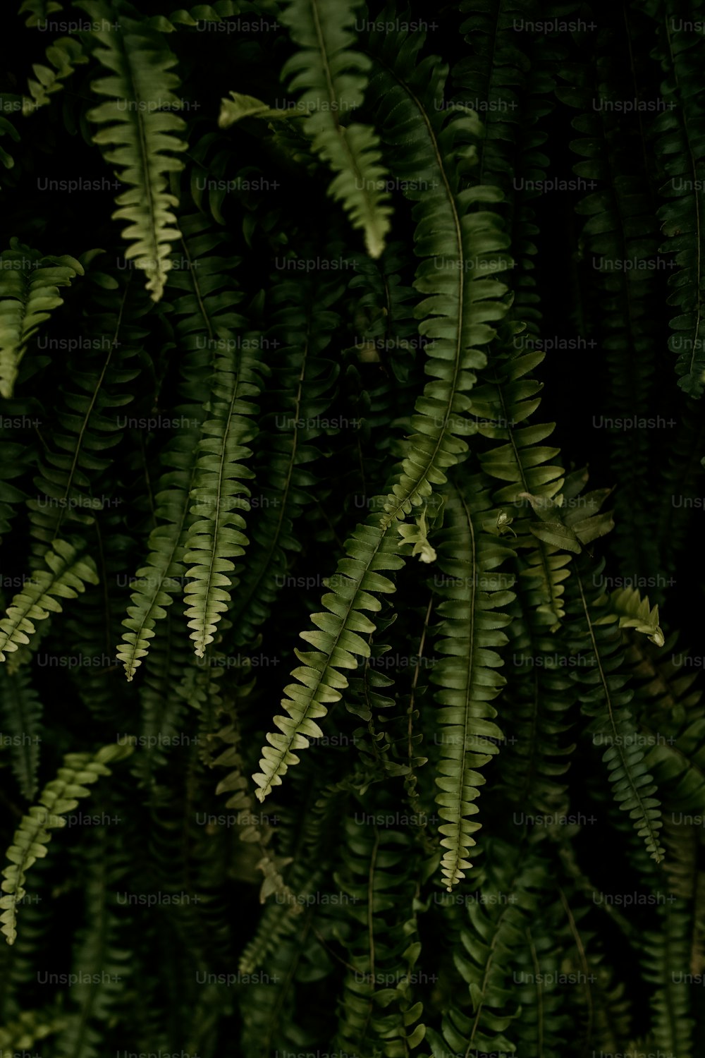 Gros plan d’une plante aux feuilles vertes