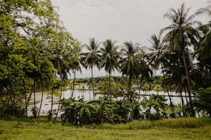 a lush green forest filled with lots of trees