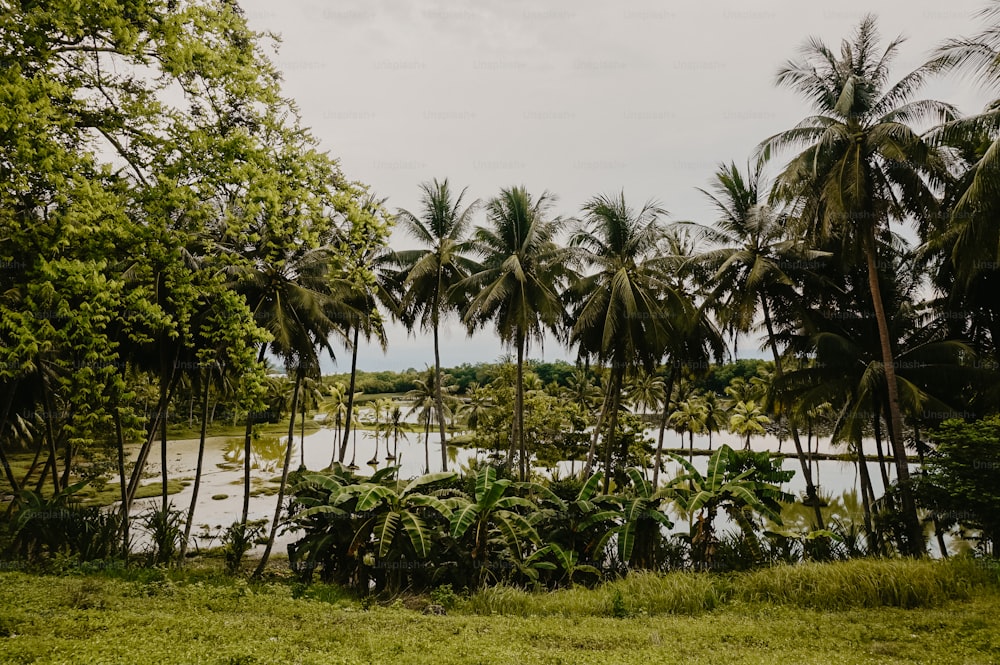 a lush green forest filled with lots of trees