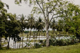 a lush green forest filled with lots of trees