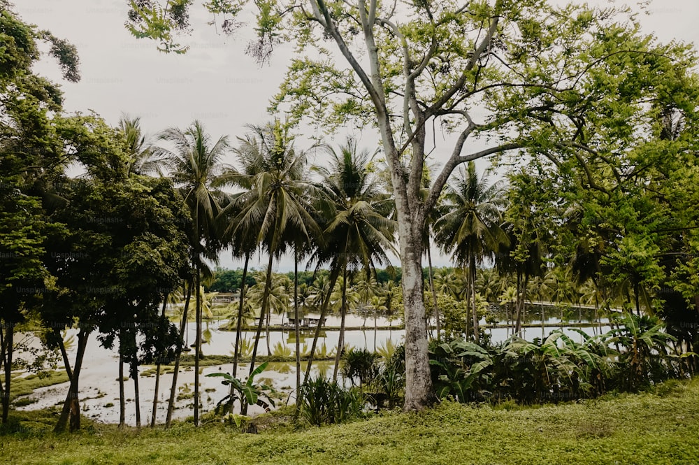 a lush green forest filled with lots of trees