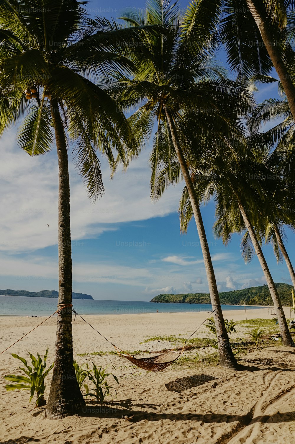 a hammock between two palm trees on a beach