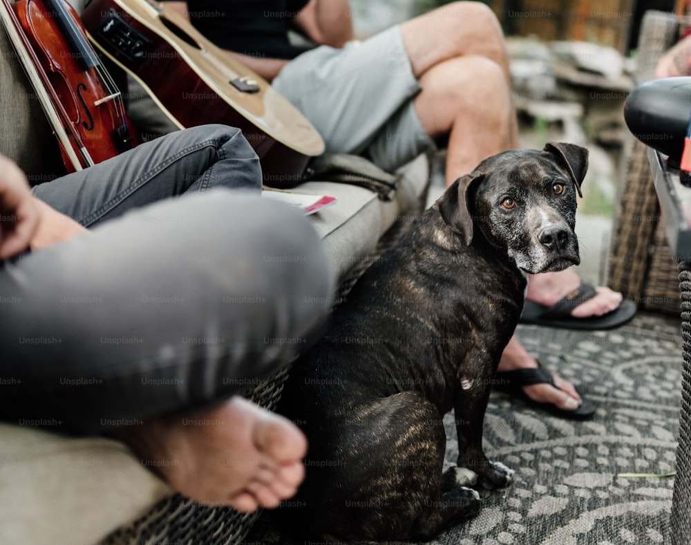 a dog sitting next to a person with a guitar