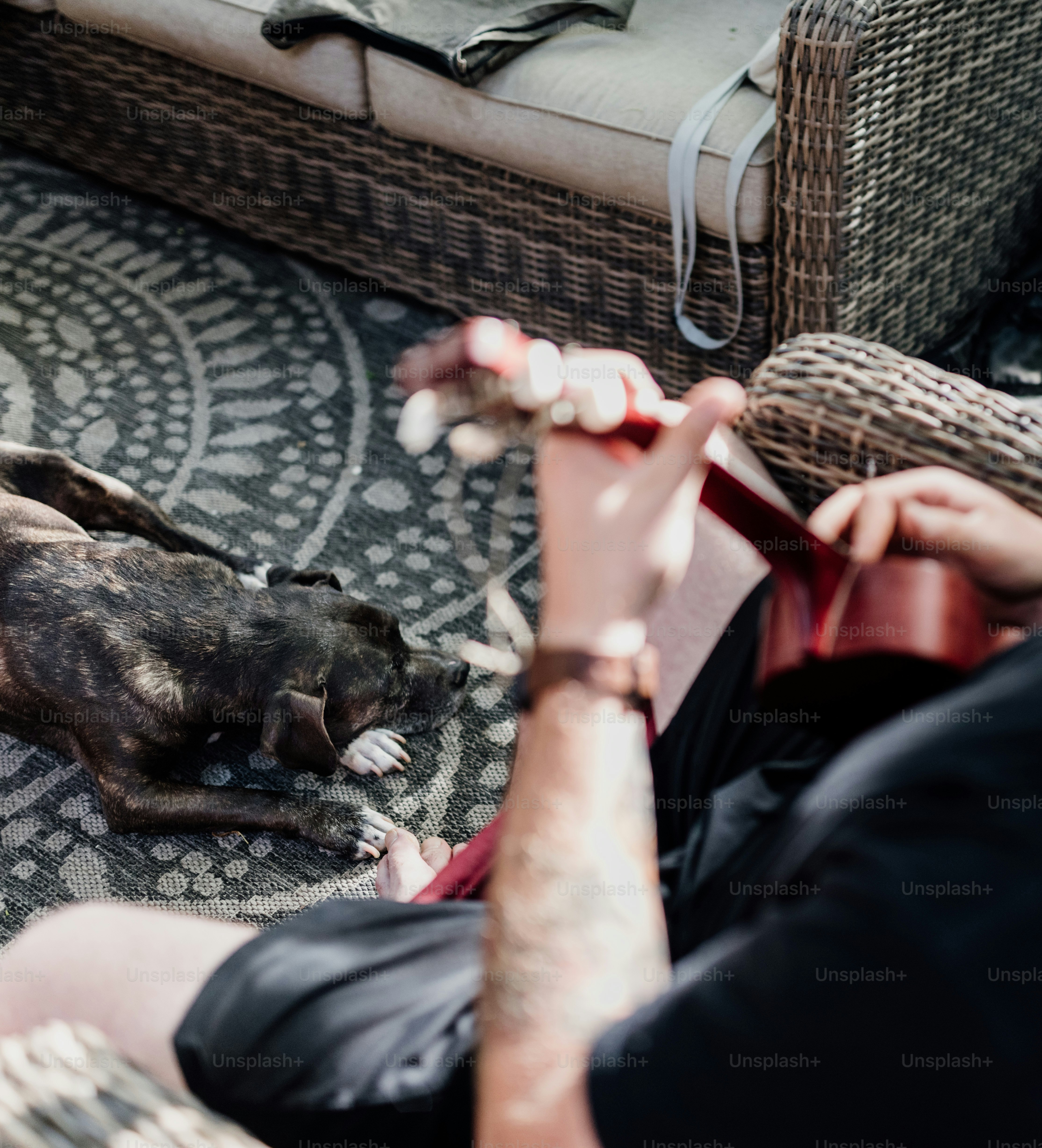 a dog laying on the ground next to a person