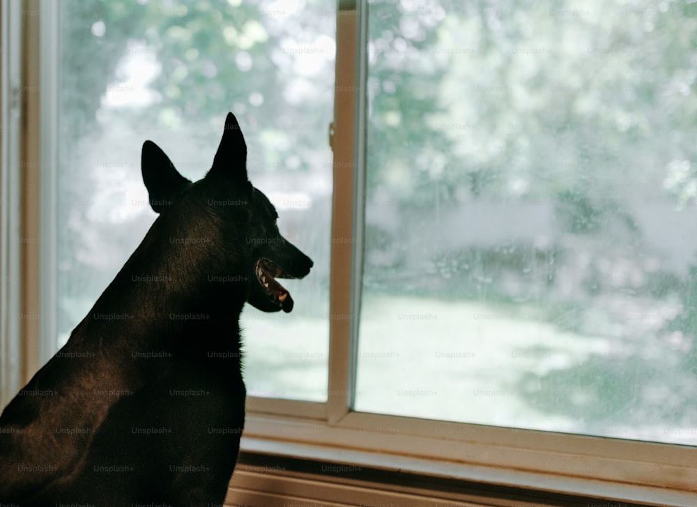 a black dog sitting in front of a window