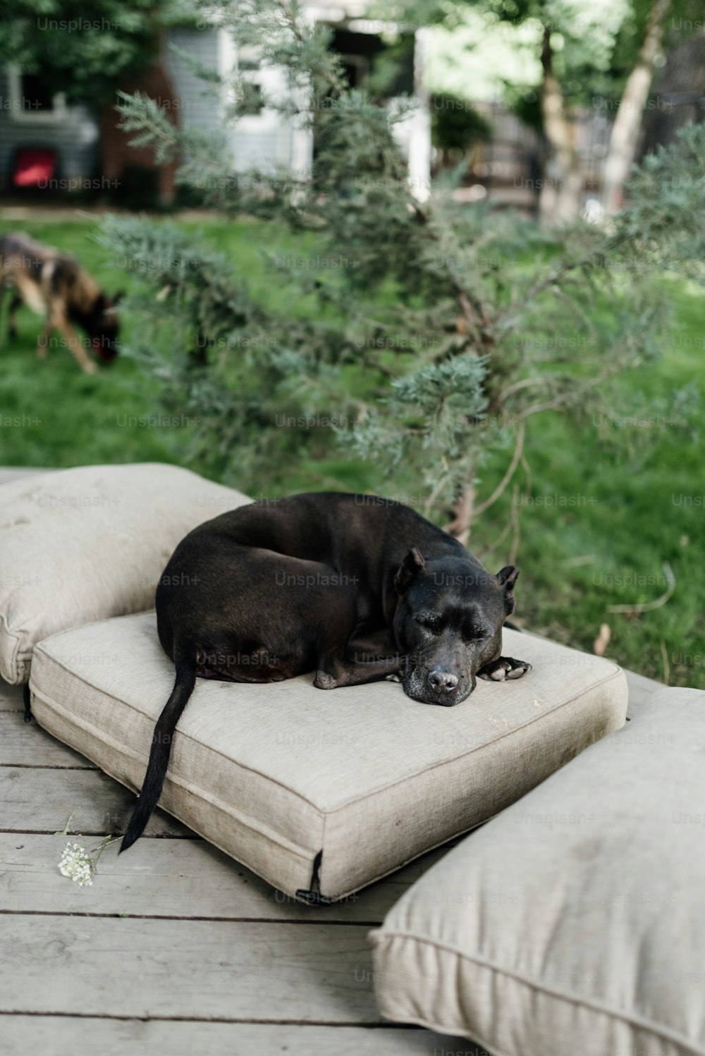 a black dog laying on top of a pillow on a wooden deck