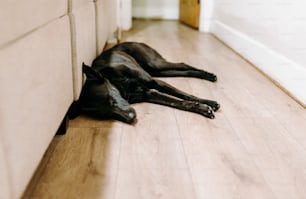 a black dog laying on the floor next to a wall