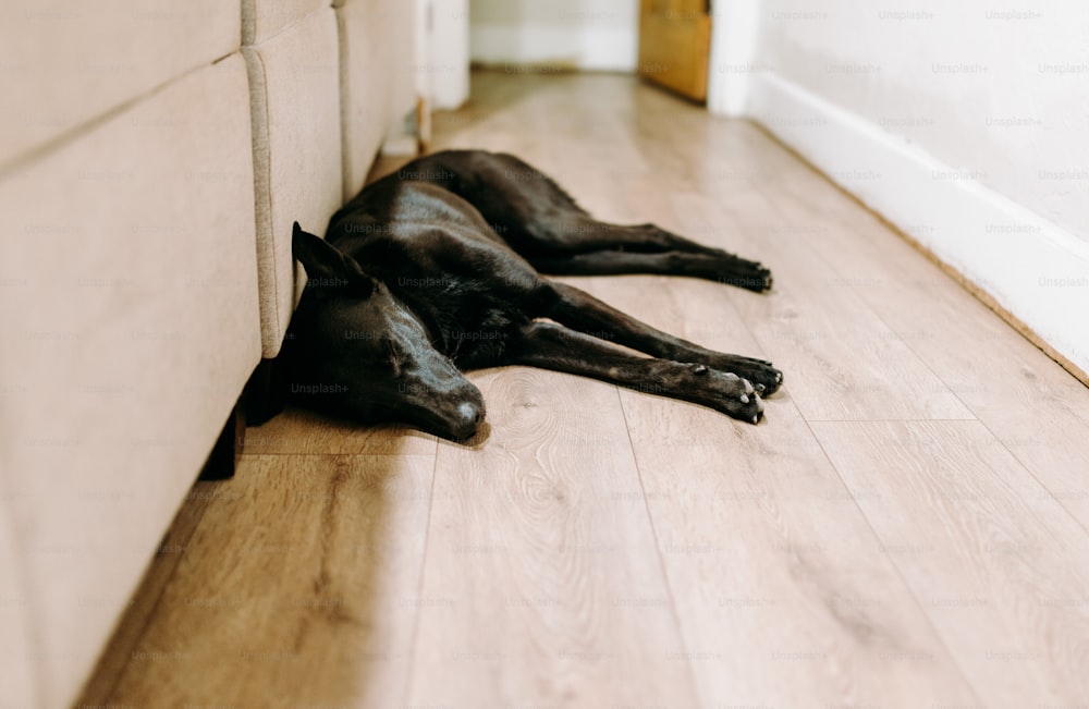 a black dog laying on the floor next to a wall