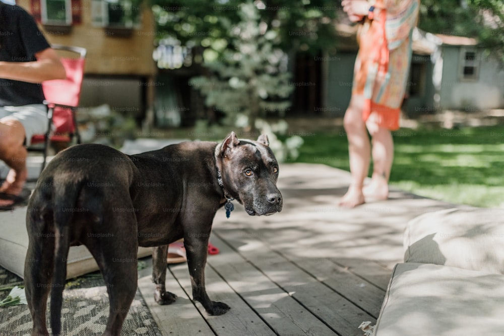 um cachorro em pé em um deck de madeira ao lado de uma pessoa