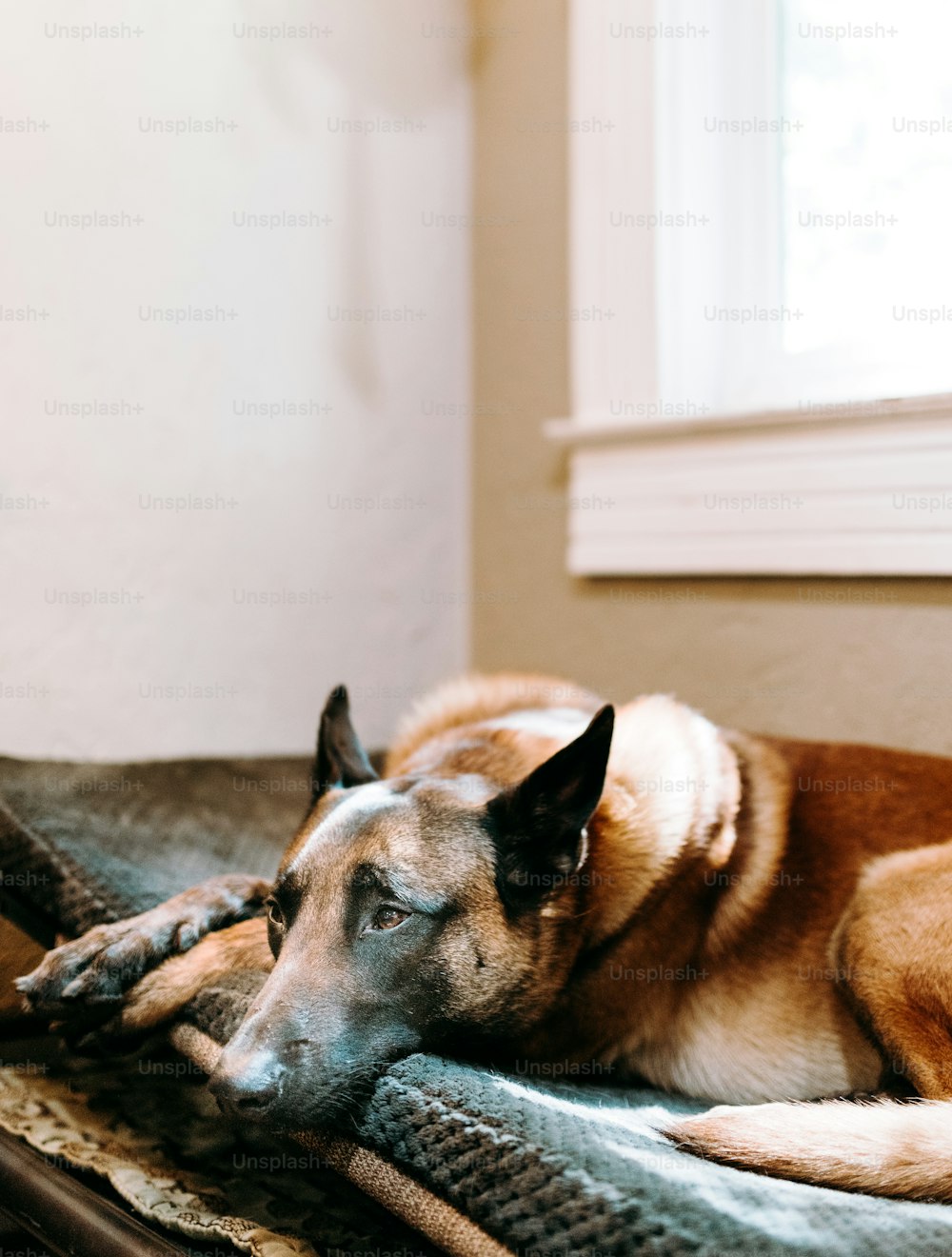 a dog laying on top of a blanket on top of a bed