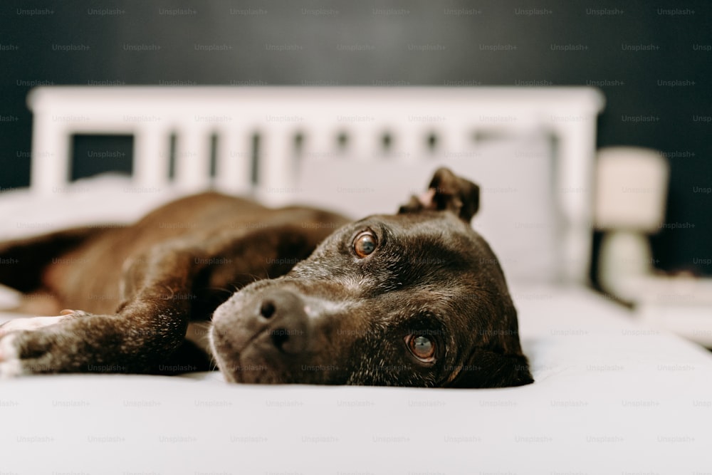 a brown dog laying on top of a white bed