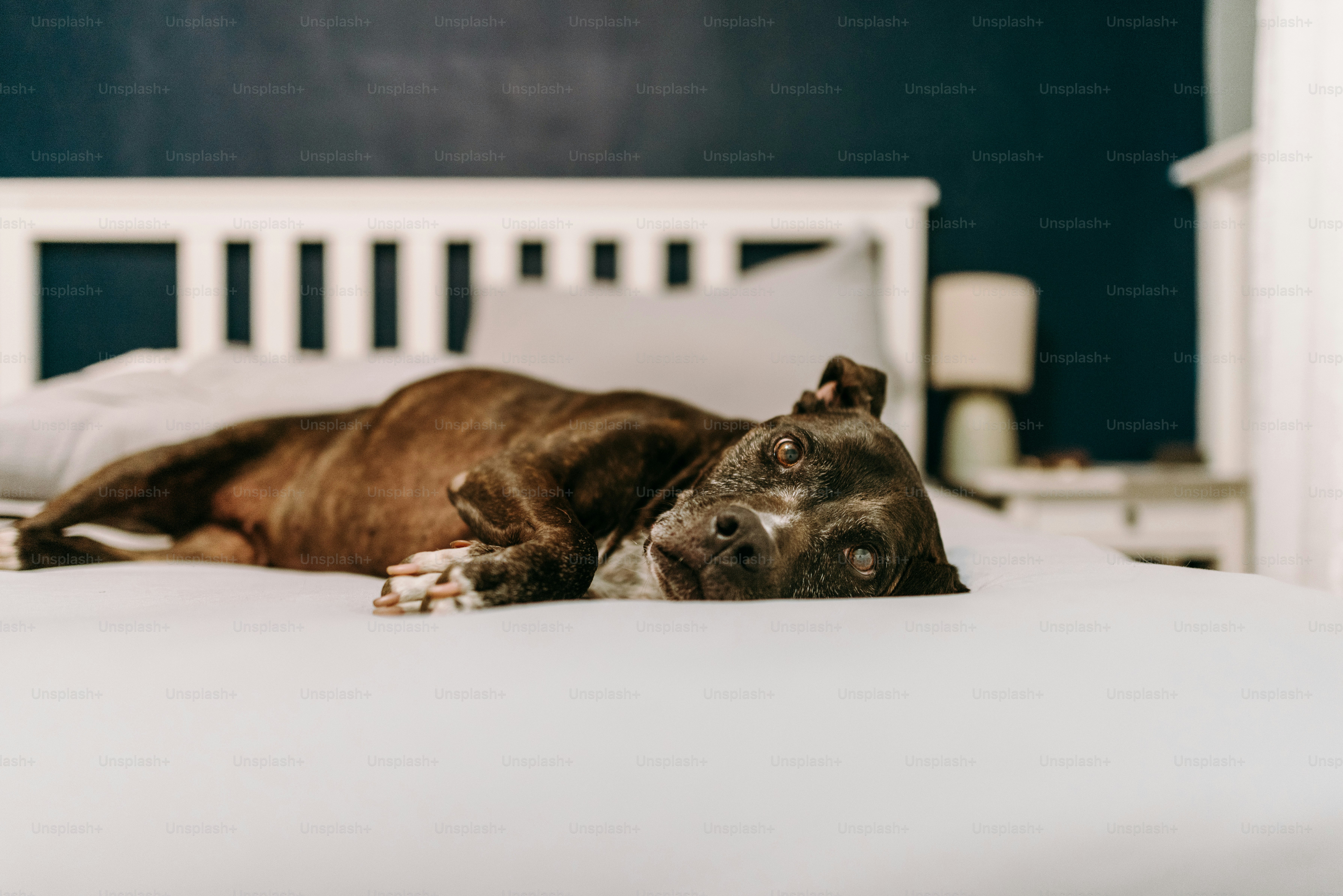 a brown dog laying on top of a white bed