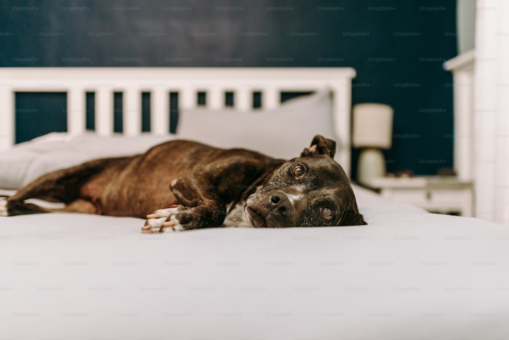 하얀 침대 위에 누워 있는 갈색 개