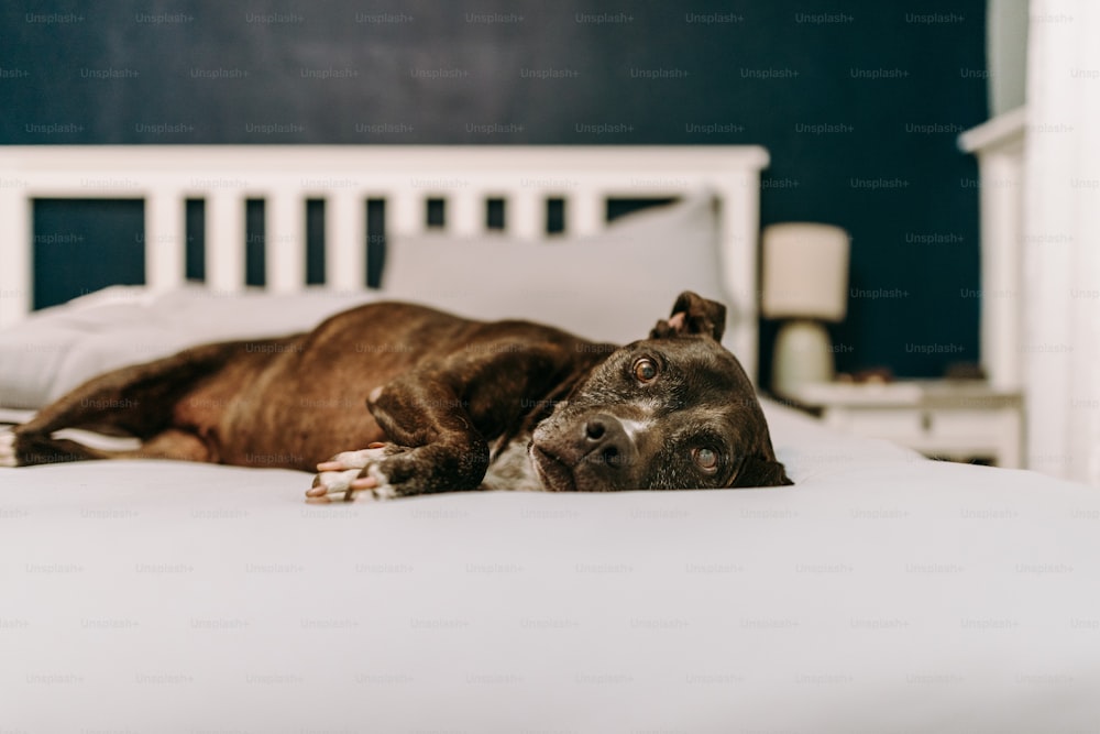 a brown dog laying on top of a white bed