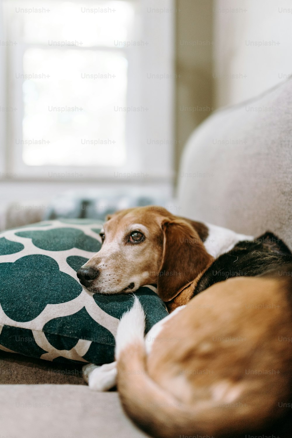 Un perro acostado sobre una almohada en un sofá