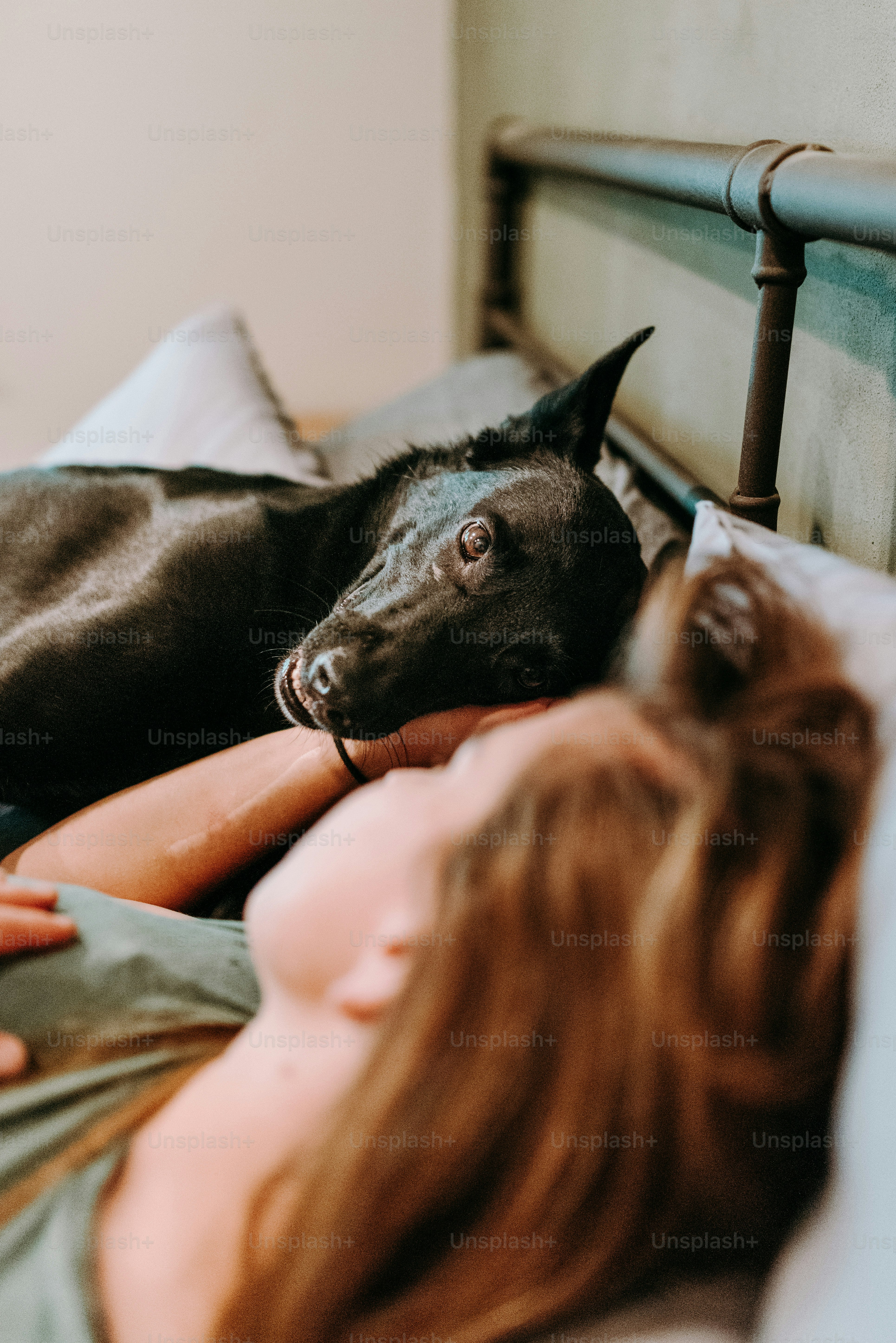 Eine Frau, die neben einem Hund im Bett liegt Foto  Bild zum Thema Hund  auf Unsplash