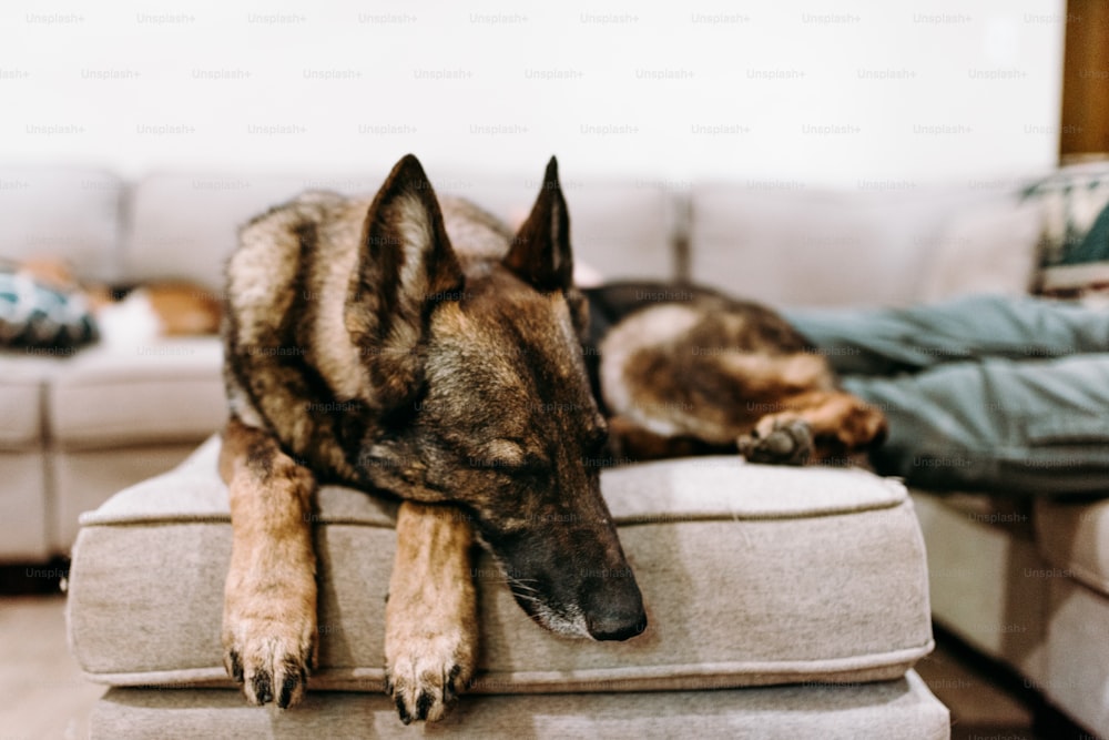 Un perro acostado encima de un sofá en una sala de estar