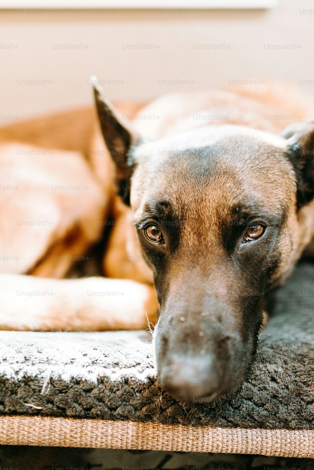 Un gran perro marrón acostado encima de una alfombra