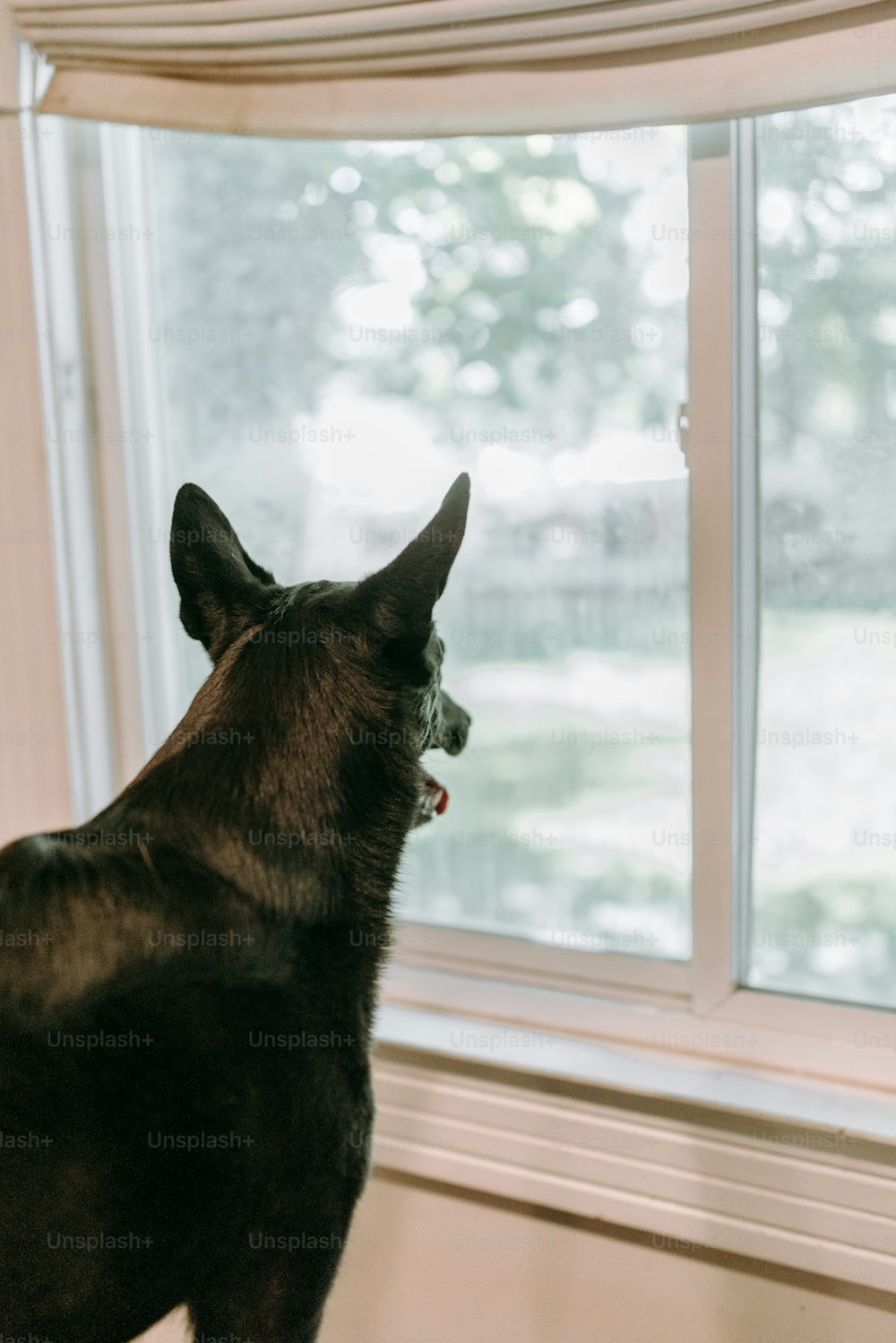 Un cane che guarda fuori da una finestra all'esterno