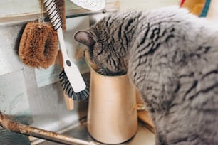 a cat is drinking out of a cup
