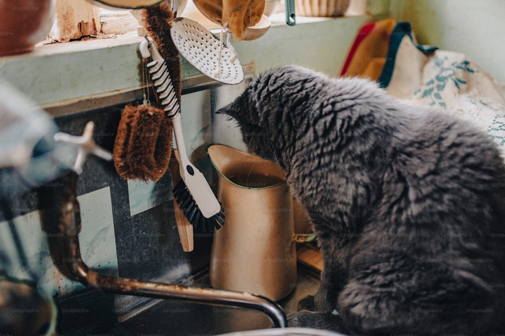 a cat is drinking water from a sink