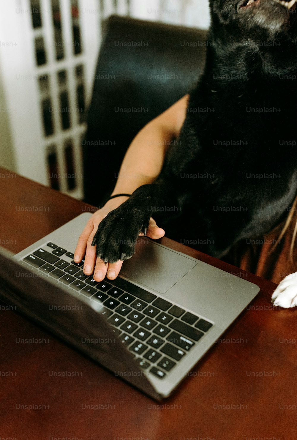 uma pessoa com um cachorro no colo usando um laptop