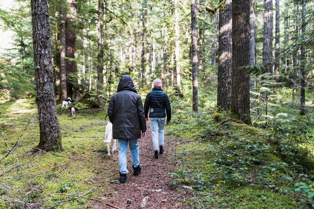 um casal de pessoas que estão andando na floresta
