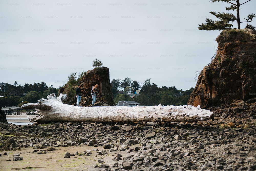 a large tree that is laying on the ground