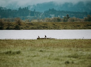 a couple of birds sitting on top of a log in a field
