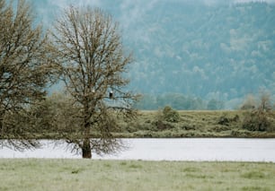 a bird is perched on a tree by the water