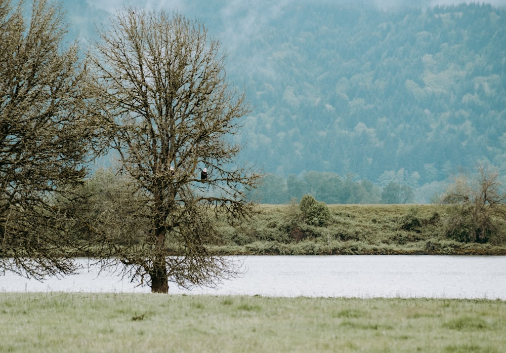 Un pájaro está posado en un árbol junto al agua