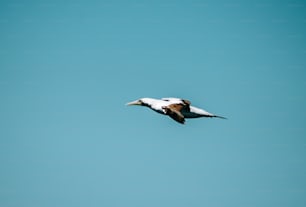um grande pássaro voando através de um céu azul