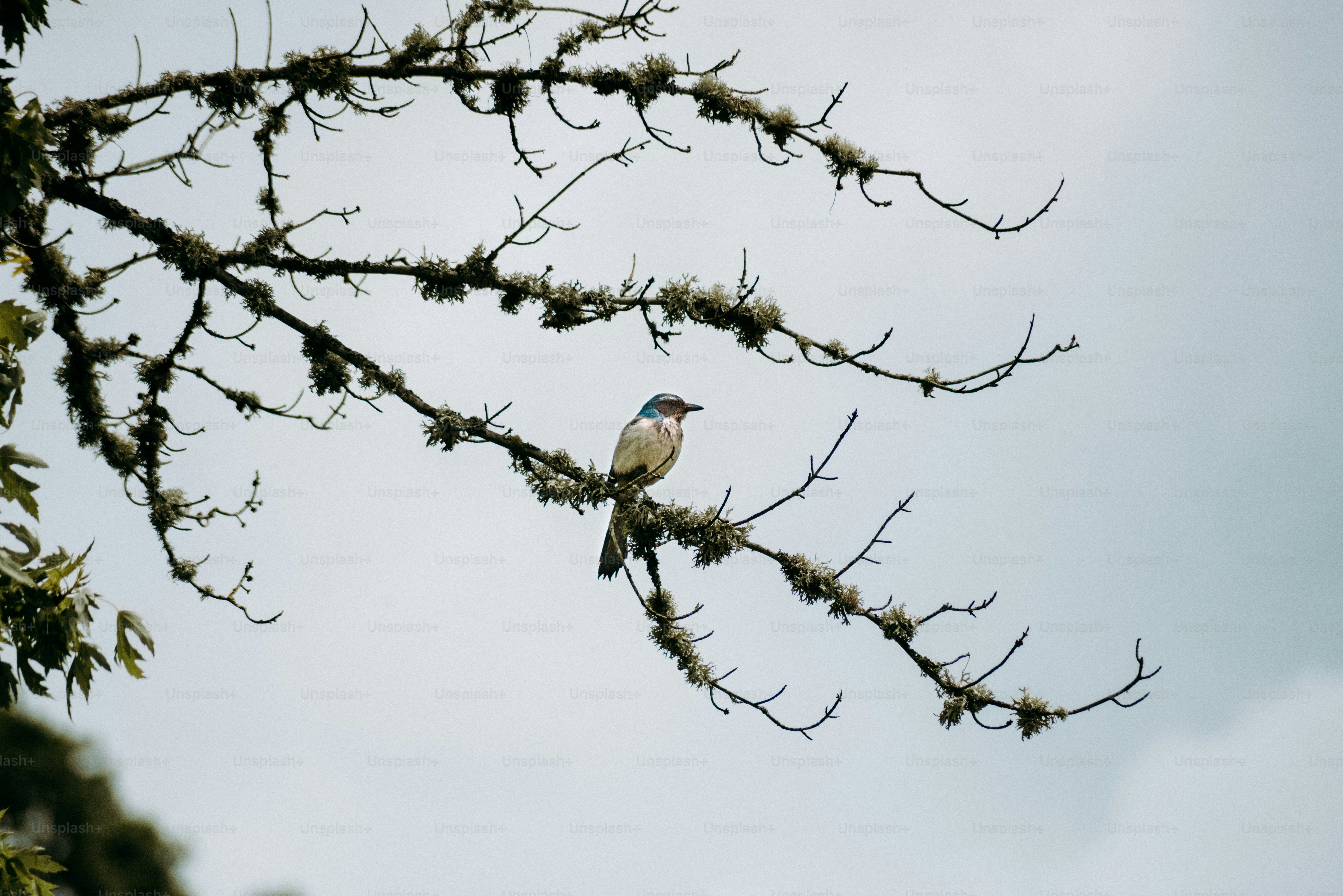 un uccello seduto su un ramo di un albero
