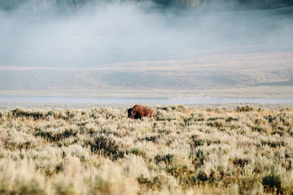 a bison is standing in a field of grass