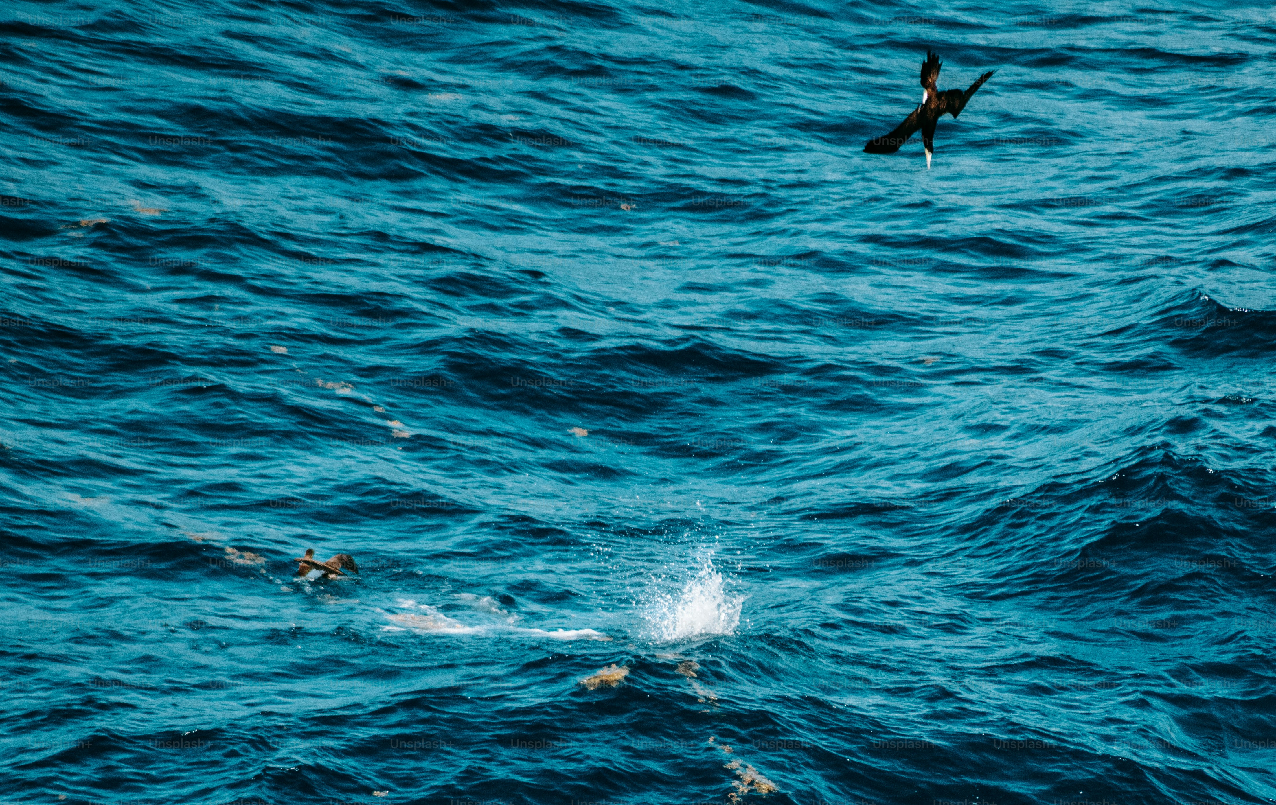 a bird flying over a body of water