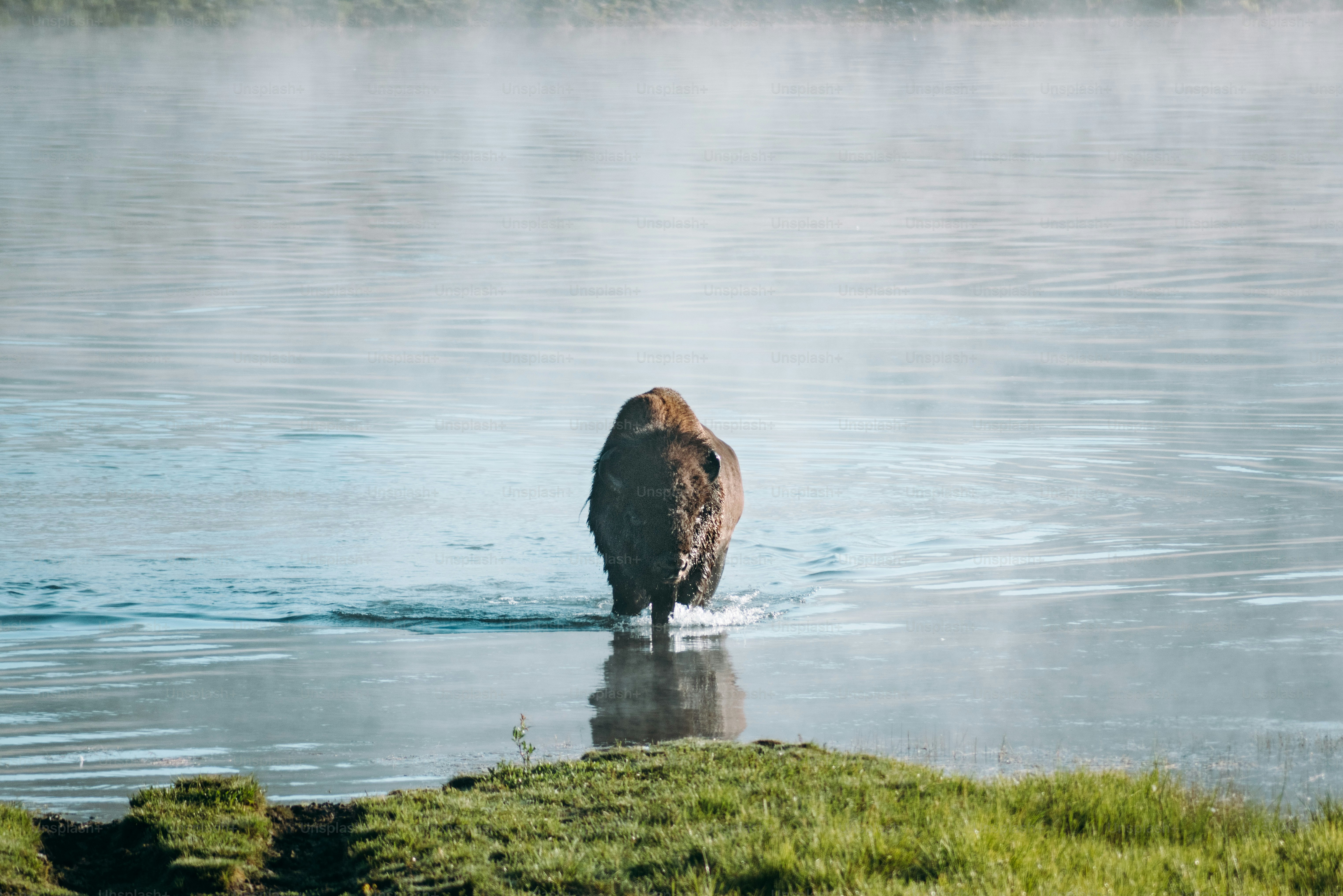 bison