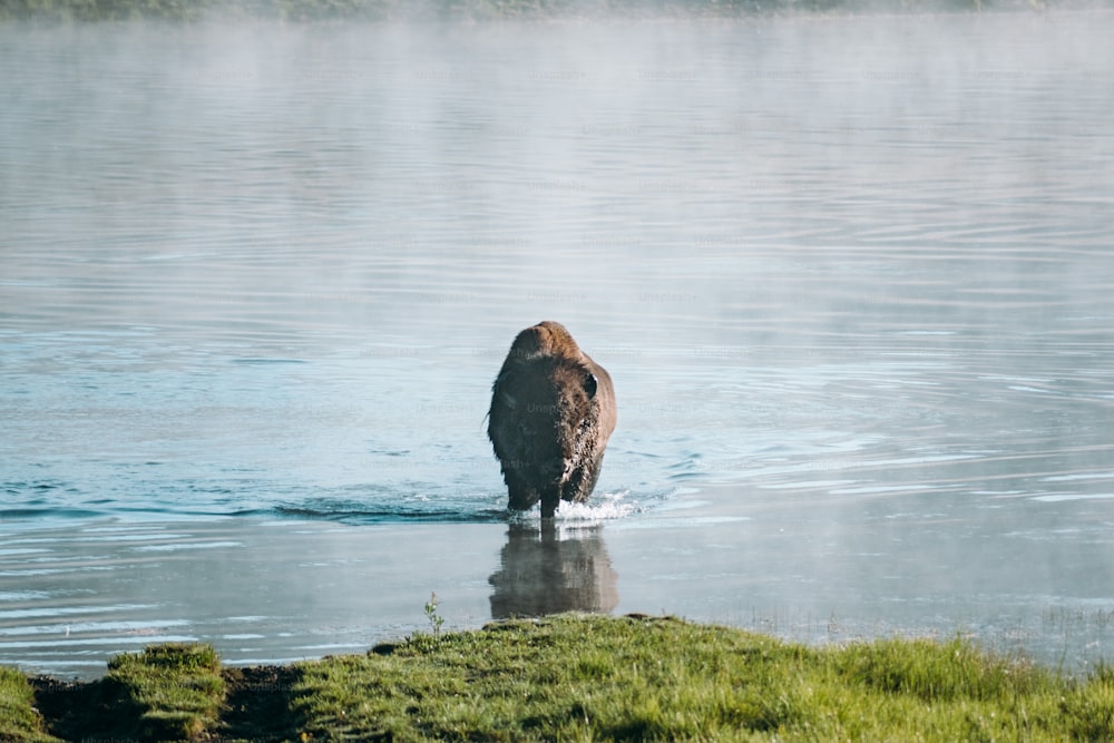 a large bird standing on top of a body of water