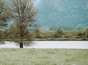 um pássaro está sentado em uma árvore perto de um lago