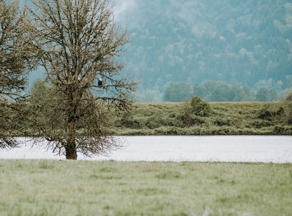 a bird is sitting on a tree near a lake