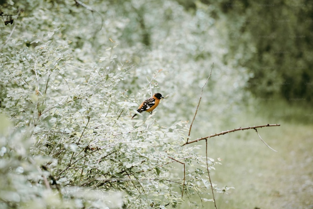 a bird sitting on a branch in a tree