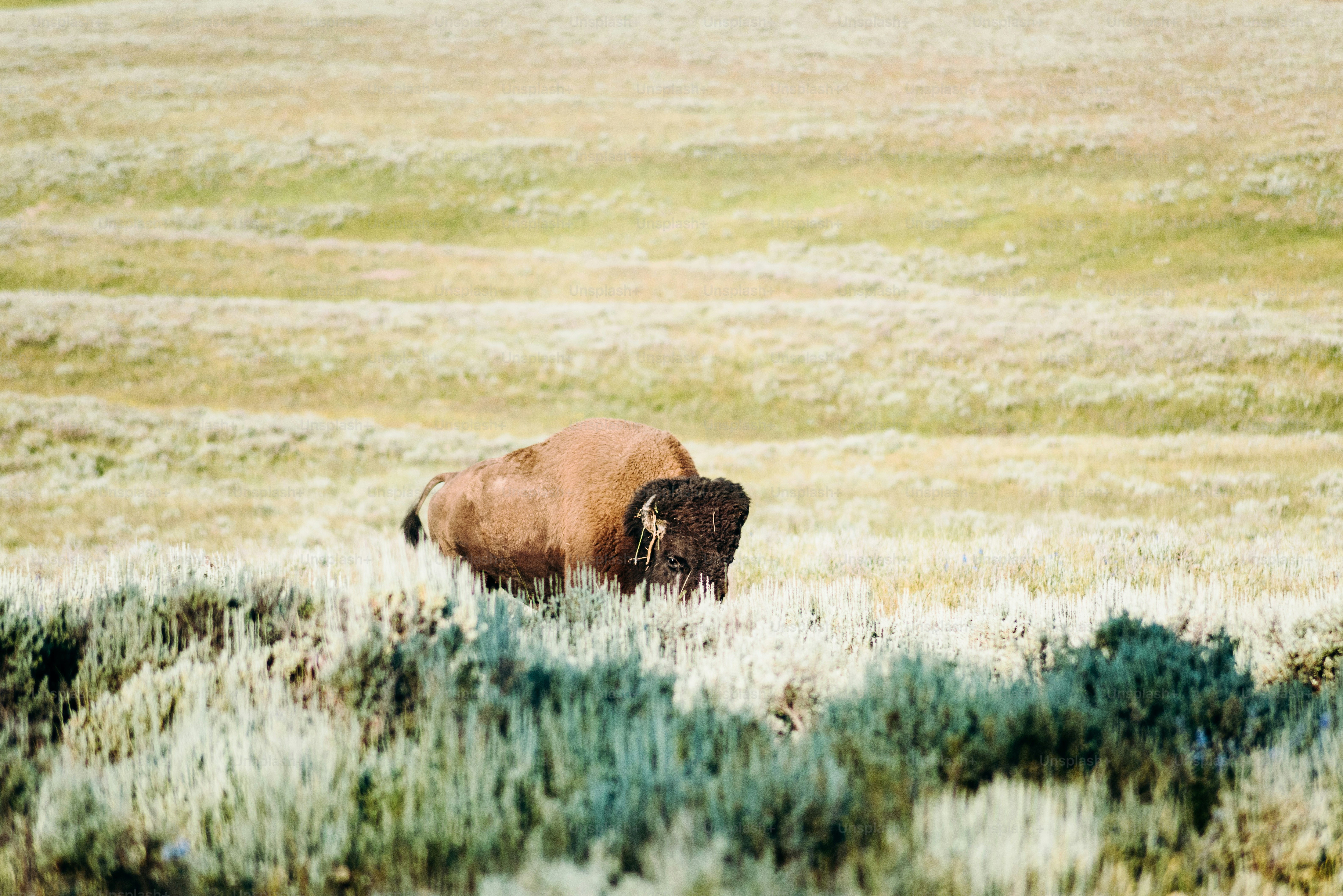 a bison is standing in a field of grass