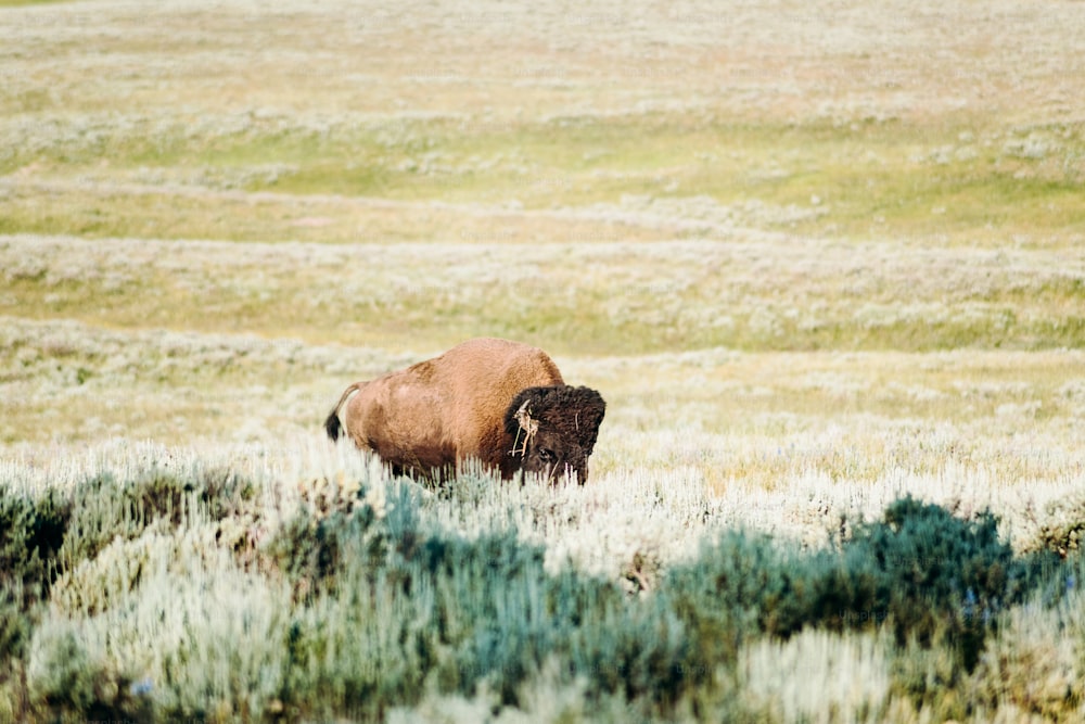 Ein Bison steht auf einem Grasfeld